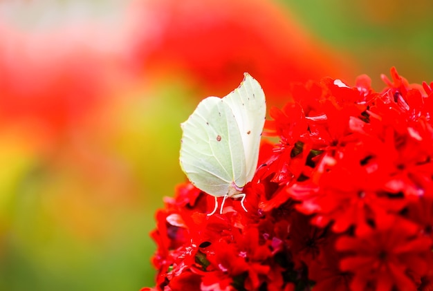 Foto limonite a farfalla, zolfo comune,gonepteryx rhamni sulla pianta in fiore lychnis chalcedonica