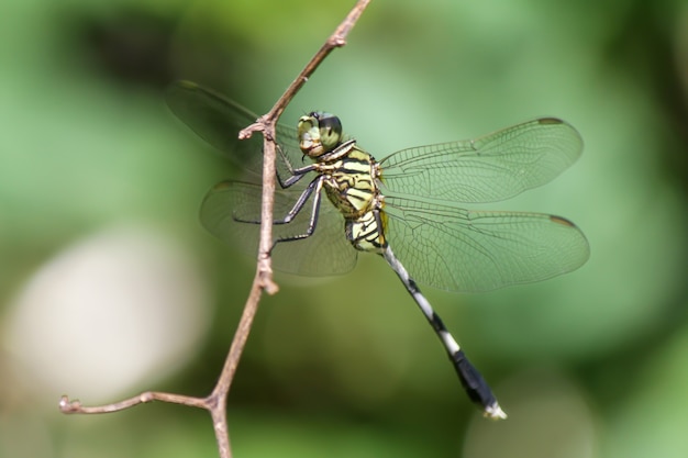 Butterfly on the little branch