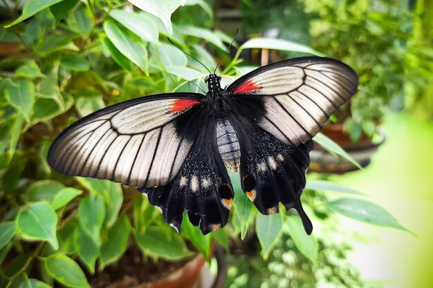 Butterfly machaon with torn wing of black and white color with red spots on green leaves closeup