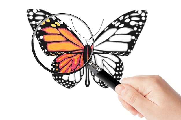 Butterfly and magnifying glass in hand on a white background