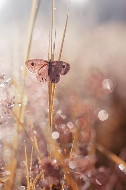 Butterfly in meadow with autumn scene