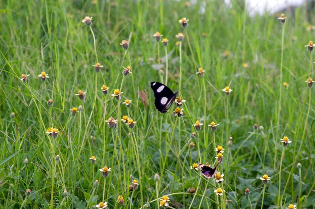 멕시코의 <unk>꽃 (Tridax procumbens) 에 있는 나비. <unk>에서 작은 노란색 꽃이 선택된 초점입니다.