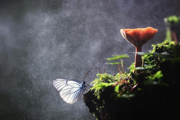 butterfly on mushroom in the forest, magic picture macro photo, seasonal landscape spring in the park