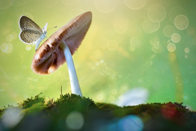 butterfly on mushroom with nature background