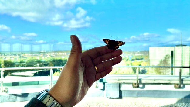 Butterfly in my hand