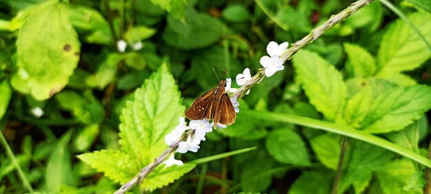 Photo butterfly native to brazil