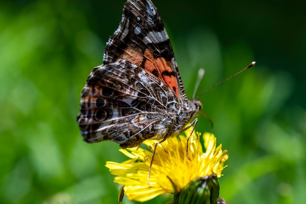 butterfly in the natural habitat Butterfly in the green forest