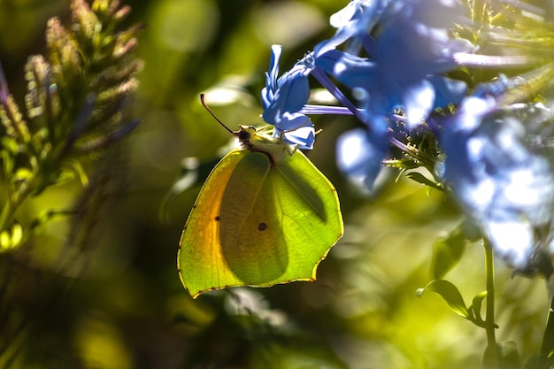 Butterfly in natural habitatperched on plumbago flower