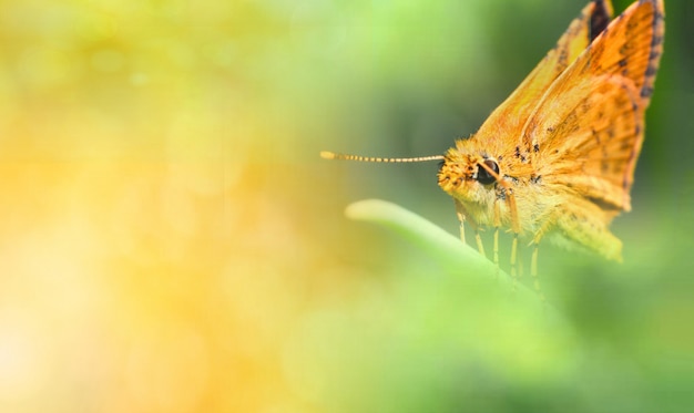 butterfly nature green yellow background yellow green background 