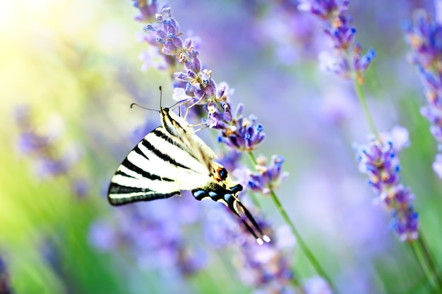 Foto farfalla nell'habitat naturale