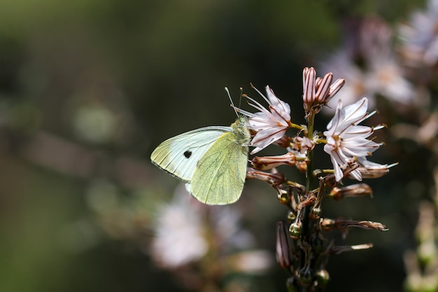 Butterfly in nature; Pieris brassicae