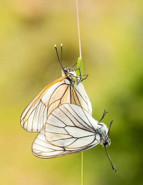 Butterfly in nature