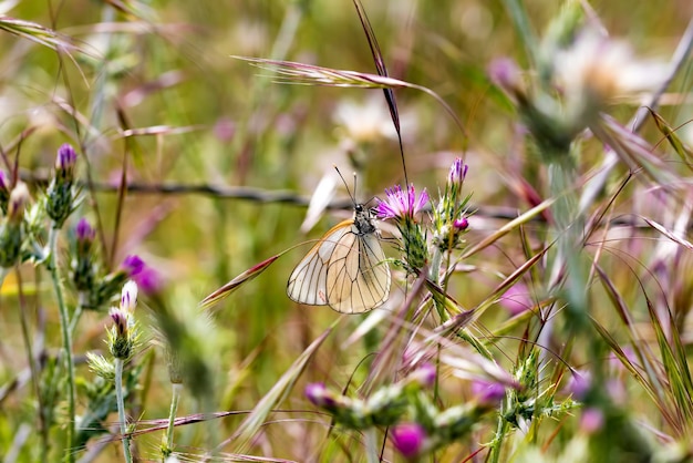 Photo butterfly in nature