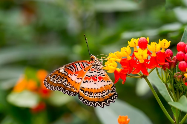 Butterfly in nature