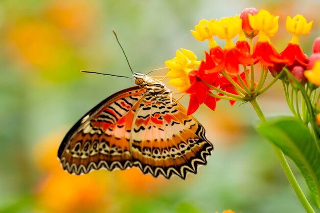 자연 속의 나비