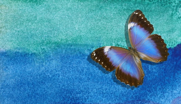 写真 青い毛布の上にある蝶