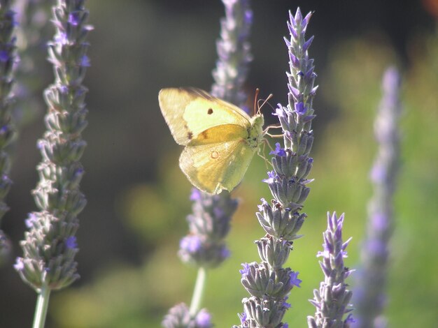 写真 春の朝の花の蝶 自然との接触は魂をす 美しい景色