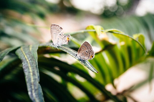 写真 植物の上の蝶