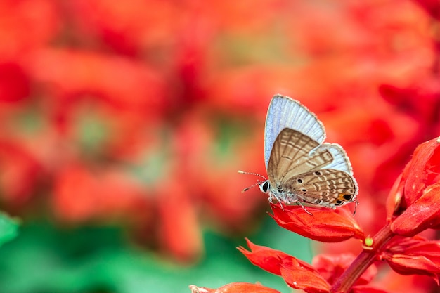 写真 赤い花を蝶します。