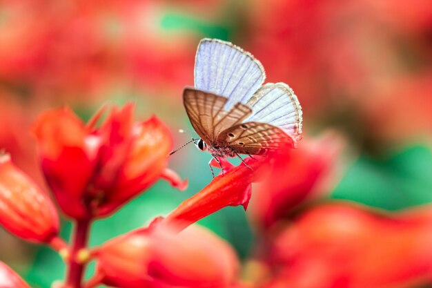 写真 赤い花を蝶します。