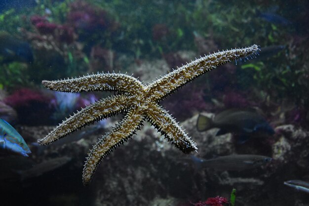 写真 海上の蝶