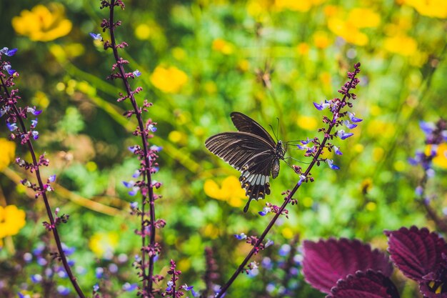 バタフライパークの熱帯の花に蝶。