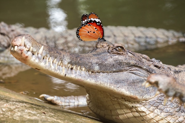 Butterfly on False gharial