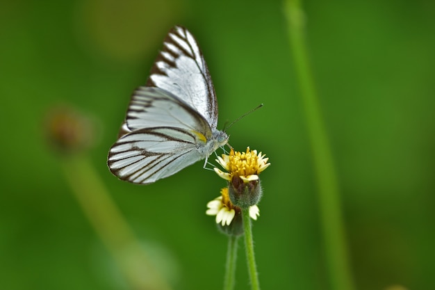 写真 牧草地の花に蝶、マクロの春のクローズアップ。