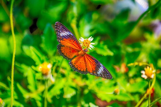 写真 花をかせた蝶