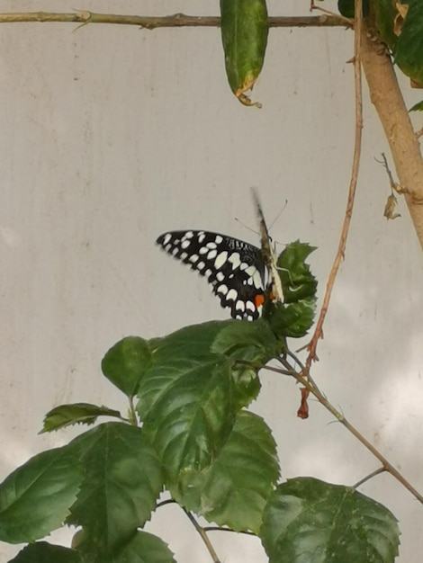 Фото Бабочка на листе