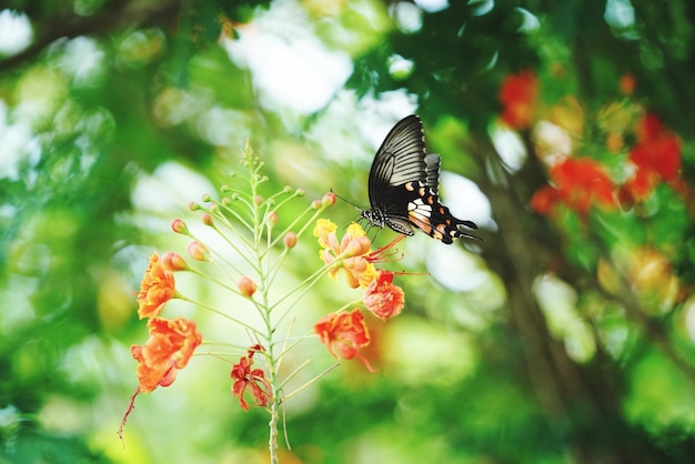 写真 オレンジの花に蝶