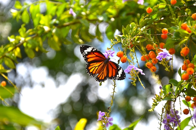 写真 花の蝶