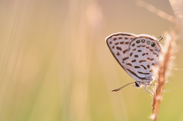 Фото Бабочка на стебле травы