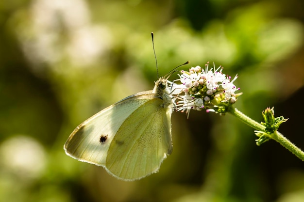 写真 多くの小さな花を持つ小枝の蝶