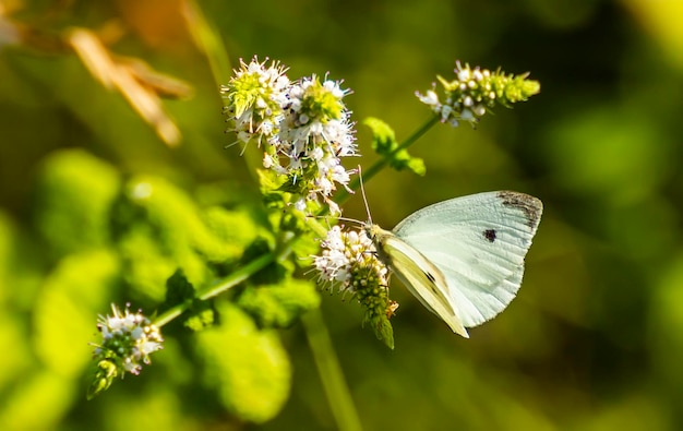 写真 多くの小さな花を持つ小枝の蝶