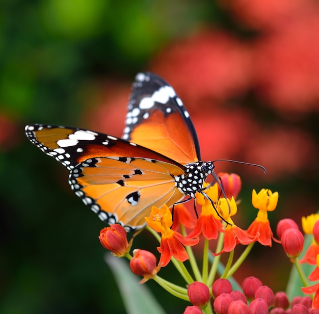 Farfalla sul fiore arancio nel giardino