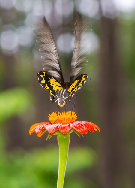 butterfly on orange flower 