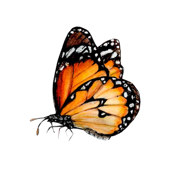 Butterfly of an orange monarch Watercolor Illustration