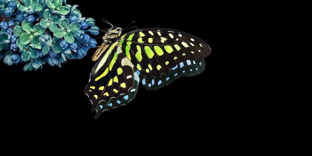 A butterfly painted on a black background