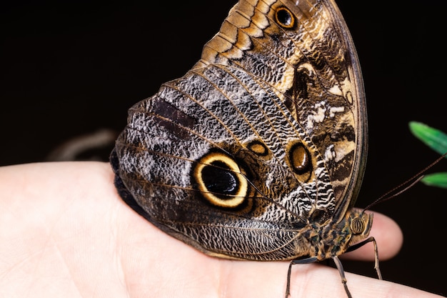 Photo butterfly on the palm on dark