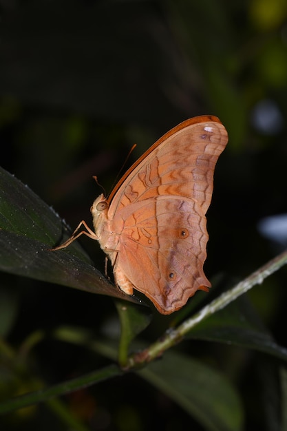 インドネシア、バリ州の蝶の公園。