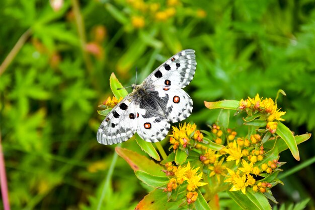 Бабочка Парнасиус Номион сидит на траве.