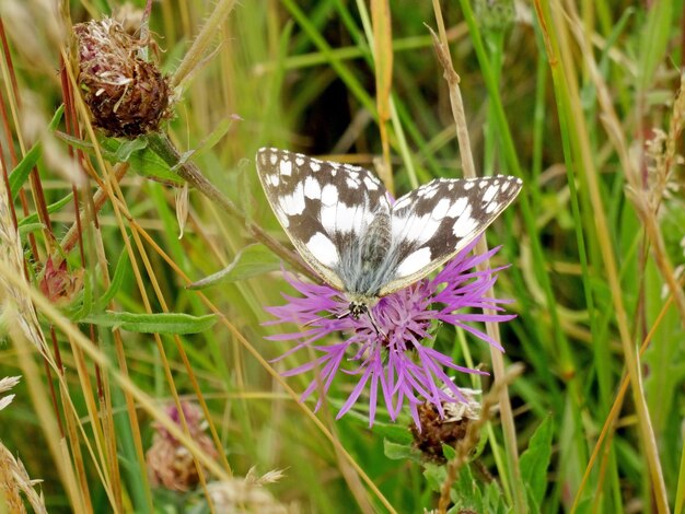 Photo butterfly patterns