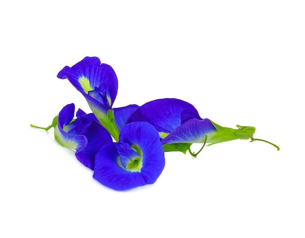 Butterfly Pea bloem istolated op wit