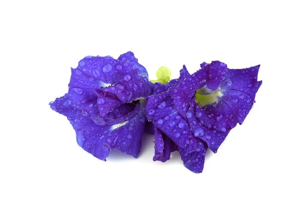 Butterfly pea bloem met druppel water op wit