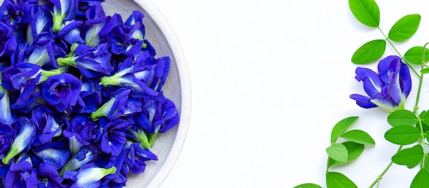 Butterfly pea bloem of blauwe erwt met bladeren