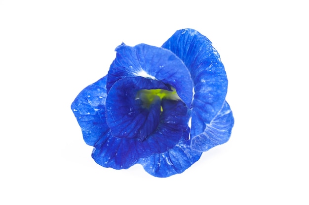 Butterfly Pea bloem op witte achtergrond.