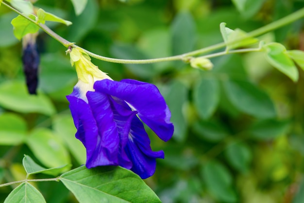 Butterfly pea, blue pea flower herbal tea for