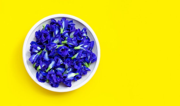 Butterfly pea or blue pea flower