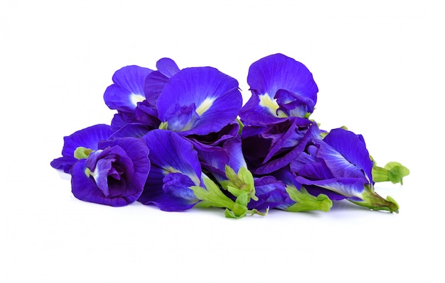 Butterfly pea flower isolated